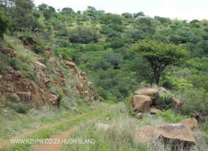 cabbage-express-tierkloof