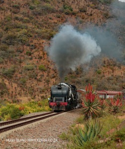 GMAM Garratt 4074 built 1953 steaming past aloes in Creighton (5)