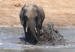 Tembe Elephant Park - Elephant (4)