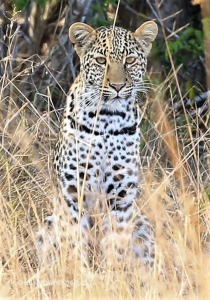 Tembe Elephant Park - Leopard (5)