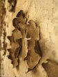 addington-childrens-hospital-peeling-paint-45