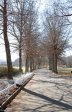 Michaelhouse - Main Sports Fields - Memorial avenue of trees (1)
