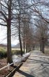 Michaelhouse - Main Sports Fields - Memorial avenue of trees (2)
