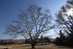 Michaelhouse -  Plein trees (6)
