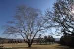 Michaelhouse -  Plein trees (7)