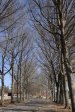 Michaelhouse -  entrance gate & memorial trees (8)