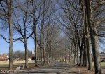 Michaelhouse -  entrance gate & memorial trees (9)