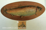 Beaconvlei -  Frank Stacey 1965 - record trout 10 lb 4 oz (2)