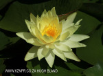 Beaconvlei -  water lillies (4)
