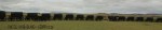 Blood River - Wagons in laager - Bronzes -  (27)