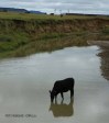 Blood River - cattle in river below site -  (1)