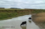 Blood River - cattle in river below site -  (2)