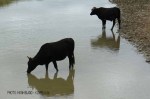 Blood River - cattle in river below site -  (3)
