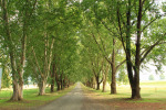 Baynesfield - Entrance - Avenue of trees (2)