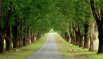 Baynesfield  - Entrance - Avenue of trees f5 (9)