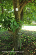 Baynesfield Estate garden (2.) (2)