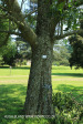 Baynesfield Estate garden (2.) (3)