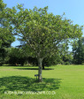 Baynesfield Estate garden (2.) (5)