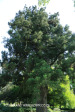 Baynesfield Estate garden (3)