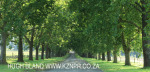 Baynesfield Estate main tree lined driveway (1)