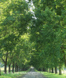 Baynesfield Estate main tree lined driveway (10)
