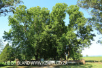 Baynesfield Estate main tree lined driveway (3)