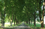 Baynesfield Estate main tree lined driveway (4)