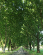 Baynesfield Estate main tree lined driveway (5)