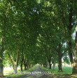 Baynesfield Estate main tree lined driveway (6)