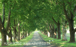 Baynesfield Estate main tree lined driveway (9)