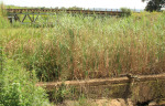 Baynesfield - Rail Bridge (1)
