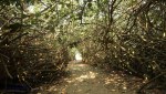Ifafa - MacNicols Resort - Jetty (3)