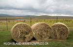 The Outspan - below Oliviershoek Pass (11)