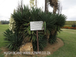 The Outspan - below Oliviershoek Pass (4)