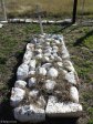 Rietfontein Farm - Tpr Samuel Brown &  P Nilsen Cemetery - Border Mounted Rifles -  S 28.28.57 E 29.49.19 Elev 1099m (23)