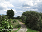 Caversham - Midlands Forest Lodge gardens (4)