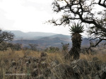 Colenso - Crest of Inniskilling Hill (3)