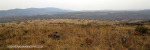 Colenso - Inniskilling Hill views towards Monte Cristo hill (1)