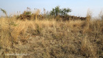 Colenso heights overlooking Tugela & Colenso (2)