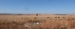 Estcourt Train derailment graves Nov 1899 (1)