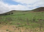 Cornubia - Low income housing (5)
