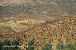 Aloes alongside the Paton Country Rail .(4)