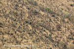 Aloes alongside the Paton Country Rail .(5)