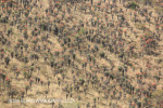 Aloes alongside the Paton Country Rail .(6)