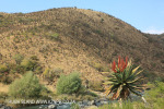 Aloes alongside the Paton Country Rail (12)...