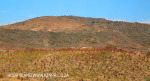 Aloes alongside the Paton Country Rail (12)..