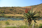 Aloes alongside the Paton Country Rail (13)...