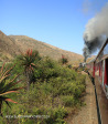 Aloes alongside the Paton Country Rail (13)