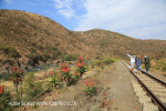 Aloes alongside the Paton Country Rail (14)...