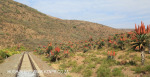 Aloes alongside the Paton Country Rail (16)...